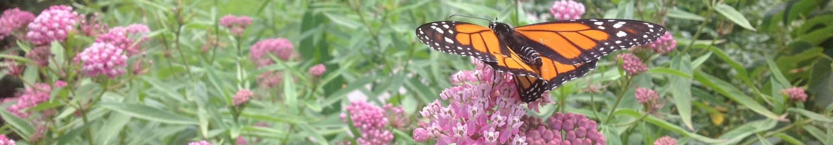 Monarch butterfly on milkweed — a symbol of Vermont's natural environment